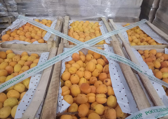 В Екатеринбурге на плодоовощной базе изъяли 8 тонн абрикосов неизвестного происхождения