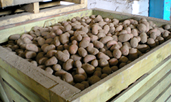 Экономика «загибает» картофель
