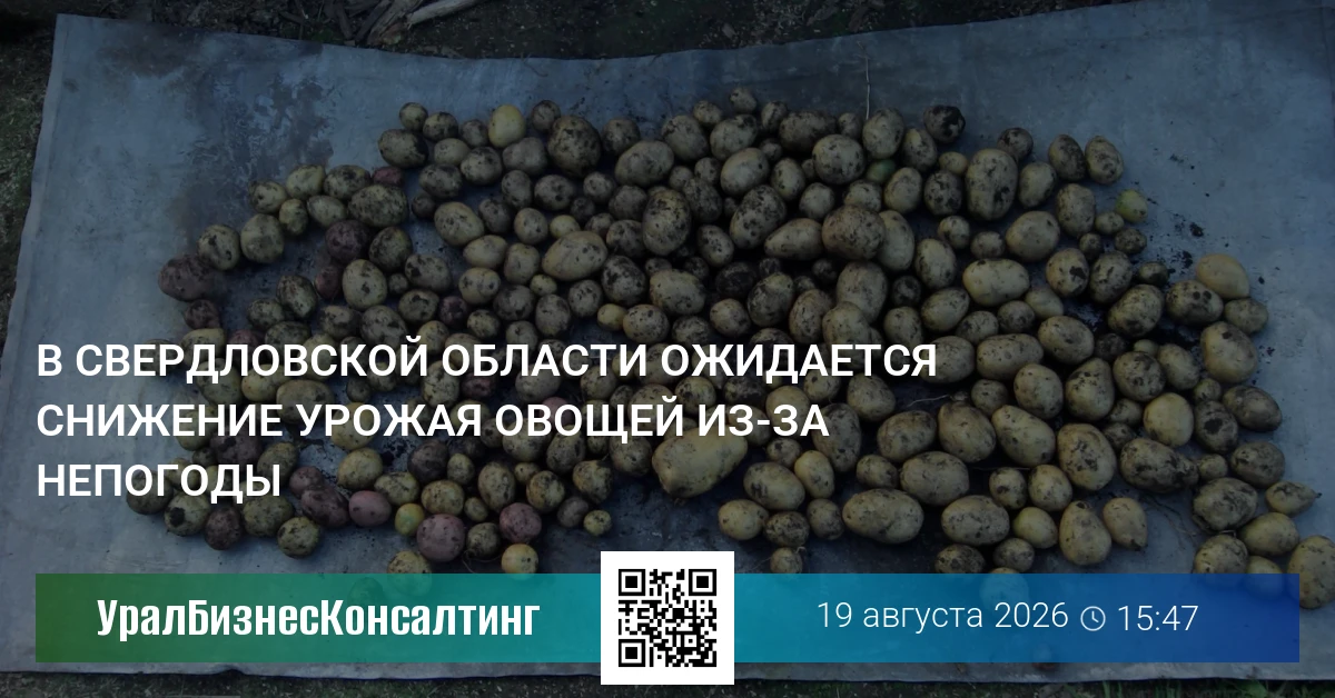В Свердловской области ожидается снижение урожая овощей из-за непогоды