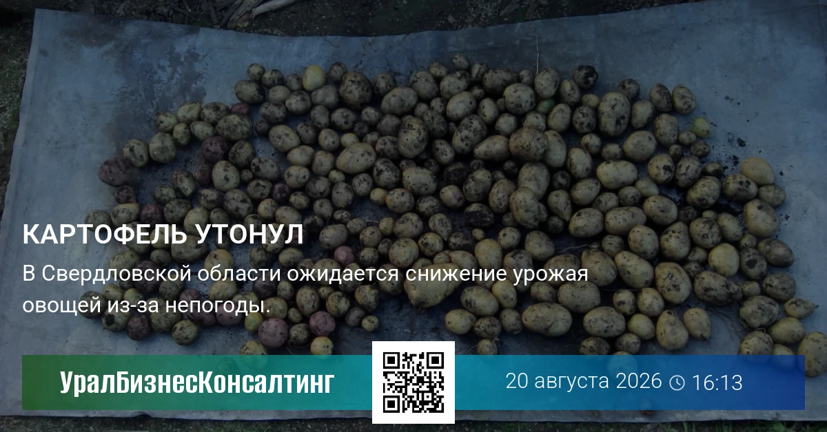 Картофель утонул