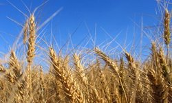 Свердловские аграрии переходят с зерновых на черную икру. Фотография предоставлена сайтом www.morguefile.com