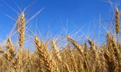 Засуха сделает хлеб дороже. Фотография предоставлена сайтом www.morguefile.com