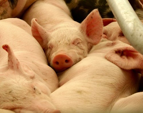 Фотография предоставлена сайтом www.morguefile.com Фотография предоставлена сайтом www.morguefile.com