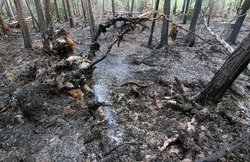 Первый итог борьбы Александра Мишарина с пожарами: поселок Вижай выгорел дотла. Фотография взята с сайта www.nucl0id.livejournal.com