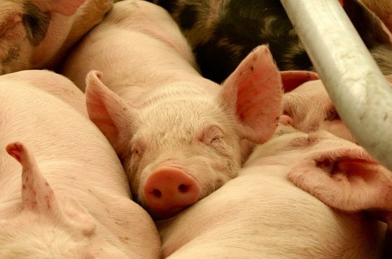 Фотография предоставлена сайтом www.morguefile.com