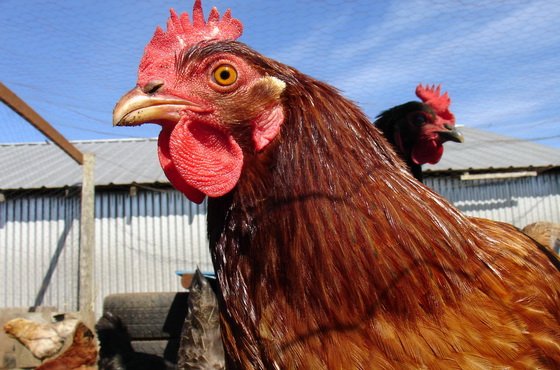 Фотография предоставлена сайтом www.morguefile.com