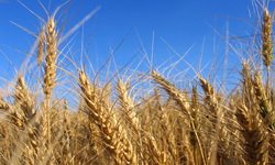 Для спасения свердловских аграриев создана чрезвычайная комиссия. Фотография предоставлена сайтом www.morguefile.com