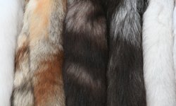 Норка по-екатеринбургски: цены разморожены. Фотография предоставлена сайтом morguefile.com