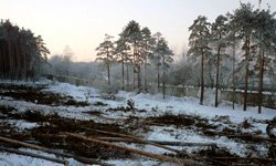 «Форум-групп» идет лесом. Фотография предоставлена: http://mpetlin.livejournal.com