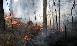 Свердловская область вновь горит. Фотография предоставлена http://alshevskix.livejournal.com