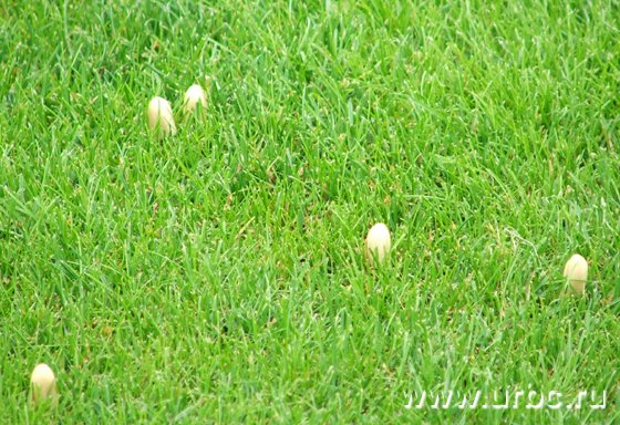 Уральским грибам пришлась по вкусу морозоустойчивая трава тюменского производства