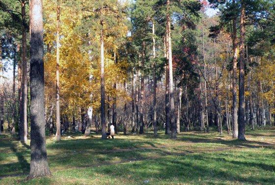 Именно так сегодня выглядит парк, на месте которого запланировано строительство резервного центра СвЖД — филиала ОАО «РЖД»