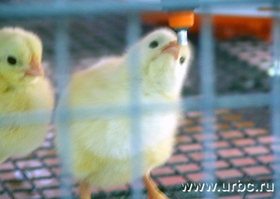 Будущее некогда легендарного свердловского птицепрома