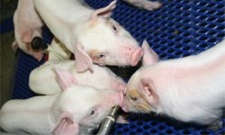 Свинокомплекс невезения Фотография с сайта www.svkural.ru