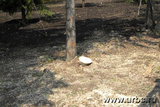 В парке можно насчитать 11 пеньков, впрочем, по некоторым и не скажешь, что деревья были больные В парке можно насчитать 11 пеньков, впрочем, по некоторым и не скажешь, что деревья были больные