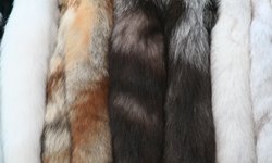 Шкурный вопрос. Фотография предоставлена сайтом www.morguefile.com (Robb)