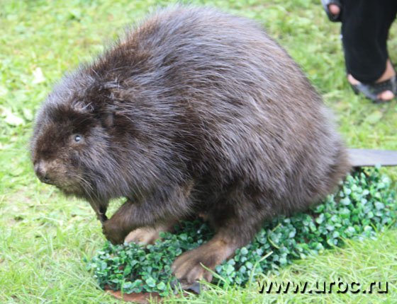 На ярмарке можно было купить чучело бобра. По словам продавца, эти животные водятся в камышловских лесах в большом количестве