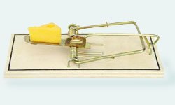 Мышеловка класса «люкс»: сетевая компания «LR» набирает обороты. Фотография предоставлена сайтом www.morguefile.com