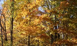 Осенний диссонанс: в Екатеринбурге больше половины служащих страдают депрессией. Фотография предоставлена сайтом www.morguefile.com