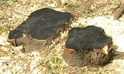 Город строят, щепки летят: под строительство района Истокский незаконно вырубают лес