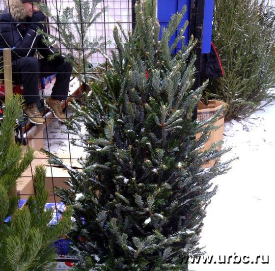 Американская пихта Фрайзера Американская пихта Фрайзера