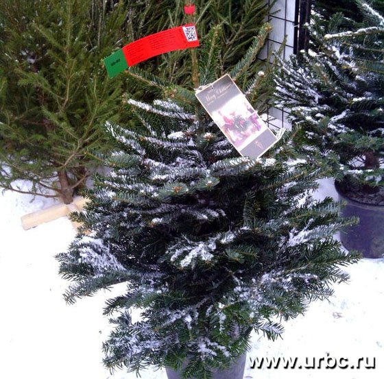 Датская ель еще маленькая, но у владельца есть шанс ее вырастить Датская ель еще маленькая, но у владельца есть шанс ее вырастить