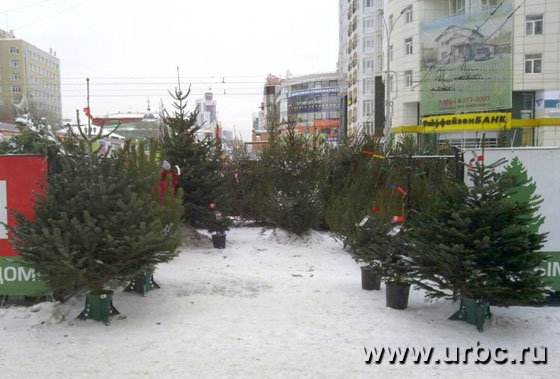 Елочный базар рядом с ТРЦ «Гринвич» Елочный базар рядом с ТРЦ «Гринвич»