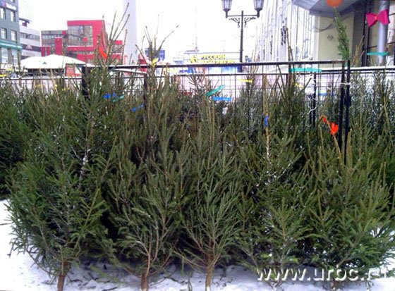 Уральские елки Уральские елки