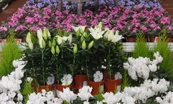 Цветочный срез: импорт рухнул на 40%, но продажи растут