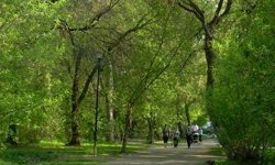 Химкинский лес 2.0: общественники выступили против вырубки леса ради ЕКАД