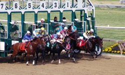 Бег по кругу: в Екатеринбурге в очередной раз обсуждают возможность строительства ипподрома . Фотография предоставлена сайтом www.morguefile.com