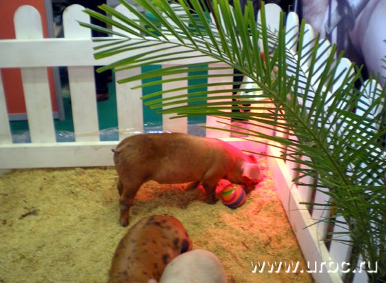 В Свердловской области ожидается подорожание свинины, мяса курицы и сыра