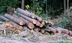 На грани выживания: лесопереработчики сокращают объемы производства. Фотография предоставлена сайтом www.morguefile.com