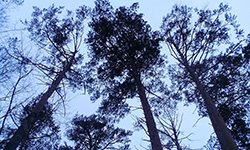 Общественность Екатеринбурга высказалась против застройки парка завода РТИ