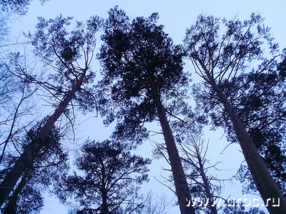 Парк вместо апартаментов Парк вместо апартаментов