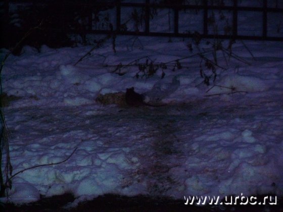 Состояние парка, по всей видимости, нравится только крысам