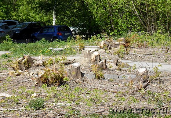 Прилегающие к «Зеленой роще» участки находятся в крайне запущенном состоянии Прилегающие к «Зеленой роще» участки находятся в крайне запущенном состоянии