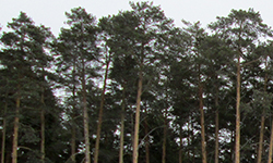 Власти Екатеринбурга вступились за парк РТИ