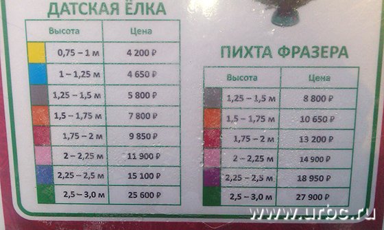 Рубят елки и деньги