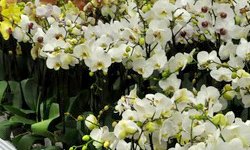 Цветочная стагнация