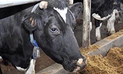 Бумажные животноводы