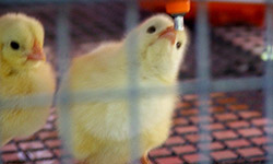 АПК не избавить от «синтетики»