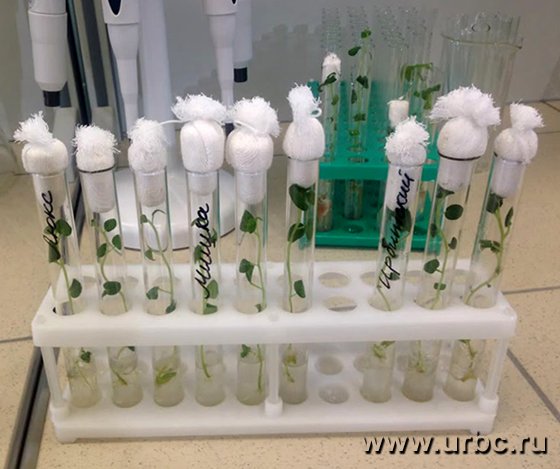 Картошка из пробирки