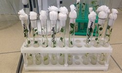 Картошка из пробирки