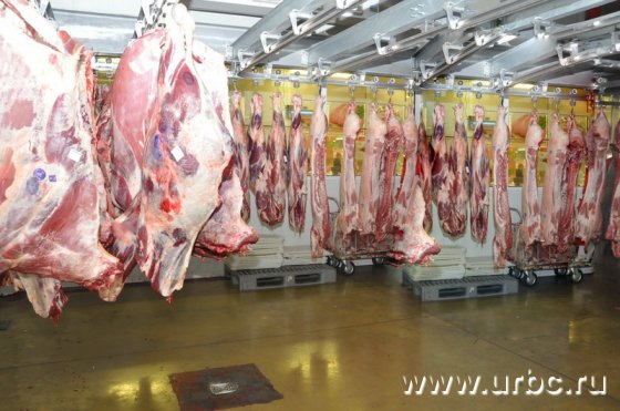 Свердловскую область окружила АЧС