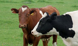 Овертайм для животноводов. Фотография предоставлена сайтом morguefile.com (mensatic)