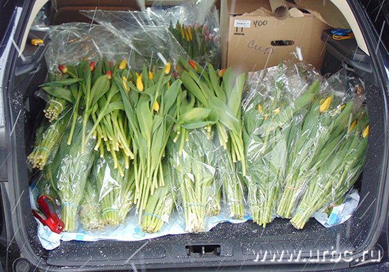 В праздники рынок прирастает точками несанкционированных продаж цветов В праздники рынок прирастает точками несанкционированных продаж цветов