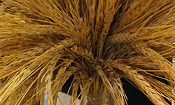 Аграрии бьются об склад