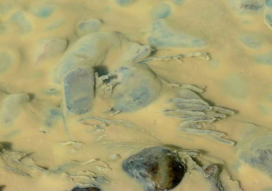 Фотография пресс-службы заповедника «Денежкин Камень»