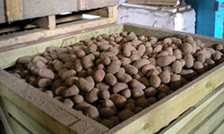 Картофельный скачок